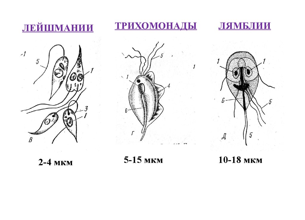 Лейшмания строение рисунок