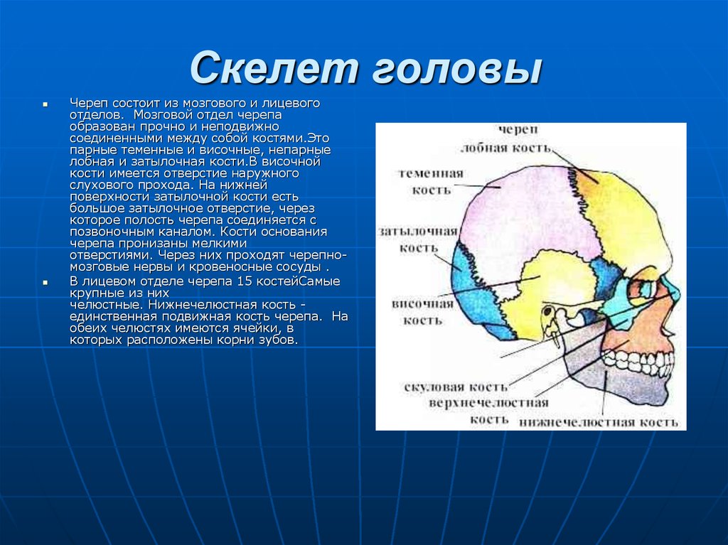 Скелет головы функции. Скелет головы мозговой отдел черепа. Кости черепа мозговой отдел и лицевой отдел. Скелет головы лицевой отдел мозговой отдел. Кости мозгового отдела черепа строение.