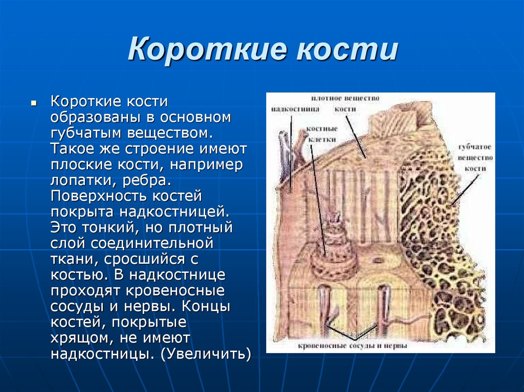 Что находится в губчатой кости. Короткие кости. Короткие кости строение. Строение губчатой кости. Короткие губчатые кости строение.