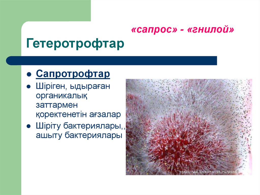 Организмы питающиеся органическими. Гетеротрофное питание сапротрофы. Гетеротрофы сапротрофы. Автотрофы гетеротрофы и сапротрофы. Бактерии гетеротрофы сапротрофы.