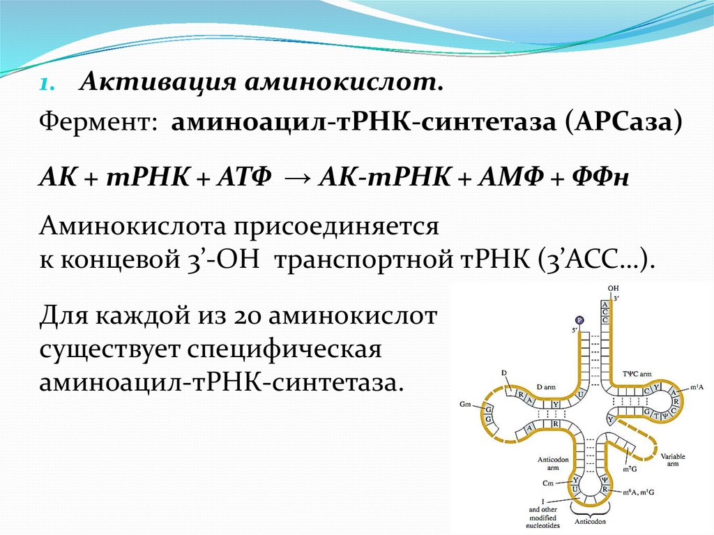 Белок аминокислота трнк. Фермент аминоацил-ТРНК-синтетаза. Т-РНК-адапторная молекула активация аминокислот. Биосинтез аминоацил-ТРНК. Активация аминоацил ТРНК.