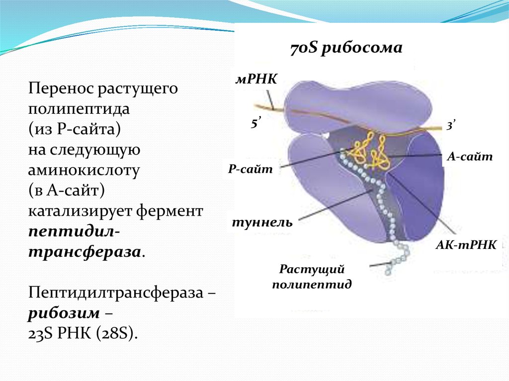 Рибосомы синтезируют полипептиды. Фермент Пептидилтрансфераза. Полипептиды на рибосомах. Рибозимы Пептидилтрансфераза. 28s РНК.