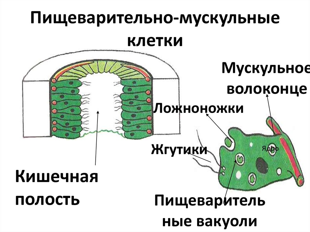 Эпителиально мускульные клетки гидры. Пищеварительно мускульные клетки гидры. Пищеварительно мускульные клетки кишечнополостных. Строение пищеварительной мускульной клетки. Пищеварительно мускульные клетки энтодермы.