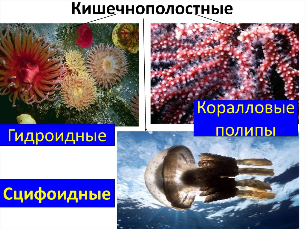 Характеристика кишечнополостных. Кишечнополостные Гидроидные Сцифоидные. Абелия Кишечнополостные. Сцифоидные и коралловые полипы. Кишечнополостные Гидроидные Сцифоидные коралловые полипы.