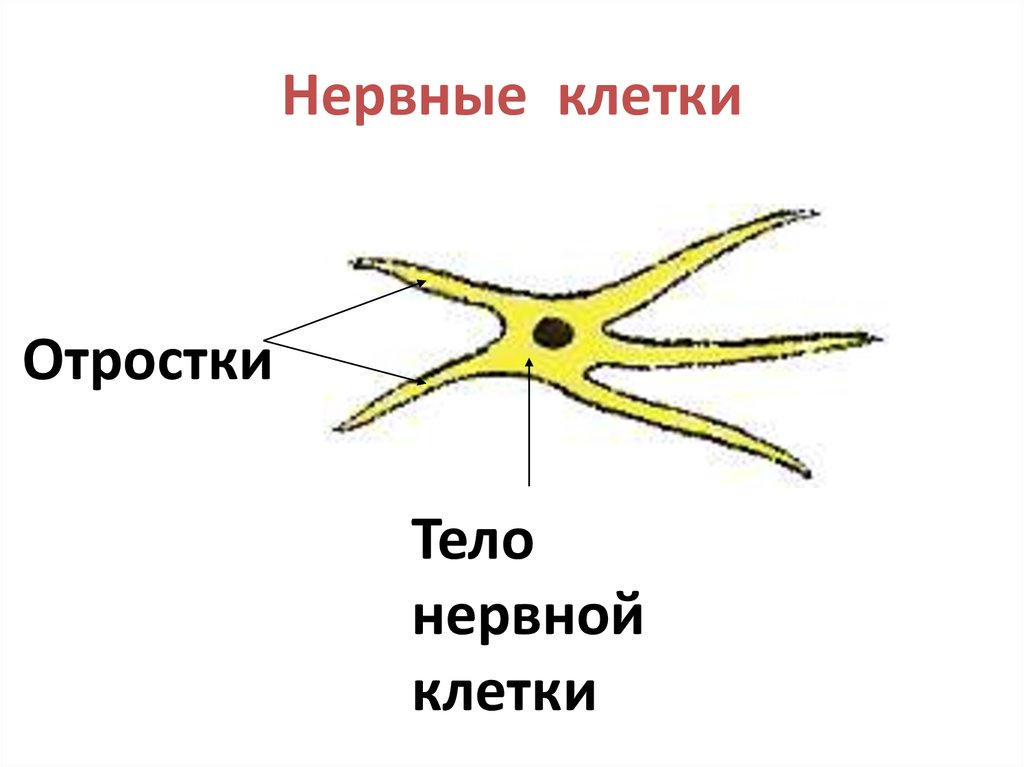 Клетки гидры картинки