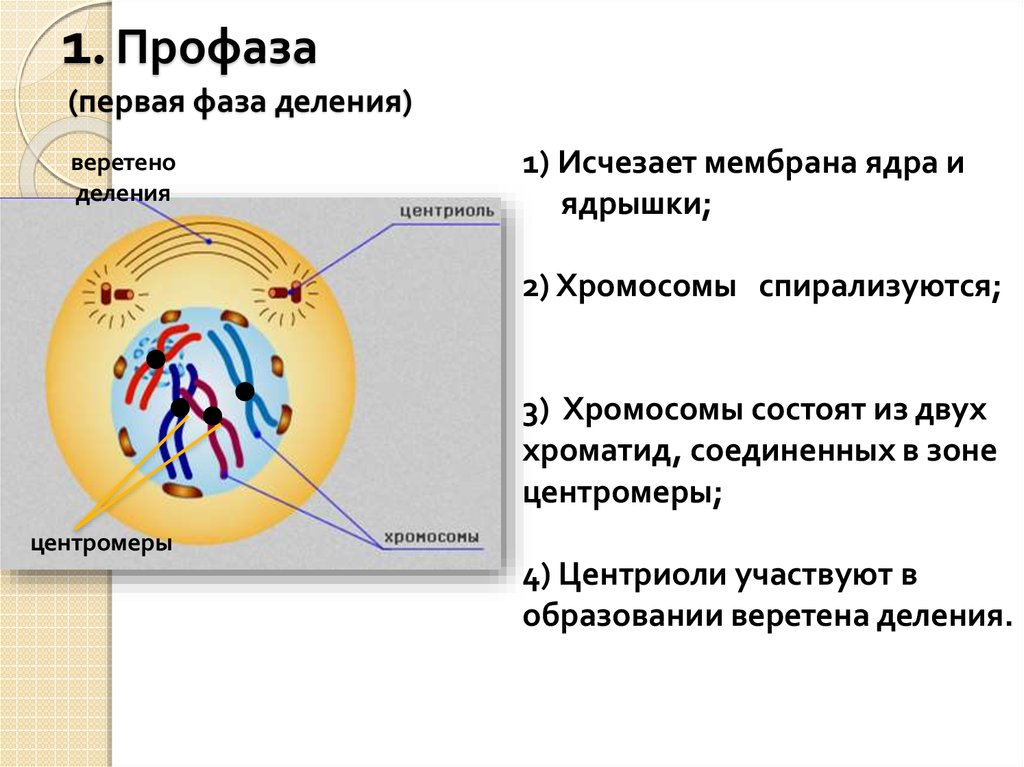 Тип и фаза деления диплоидной клетки