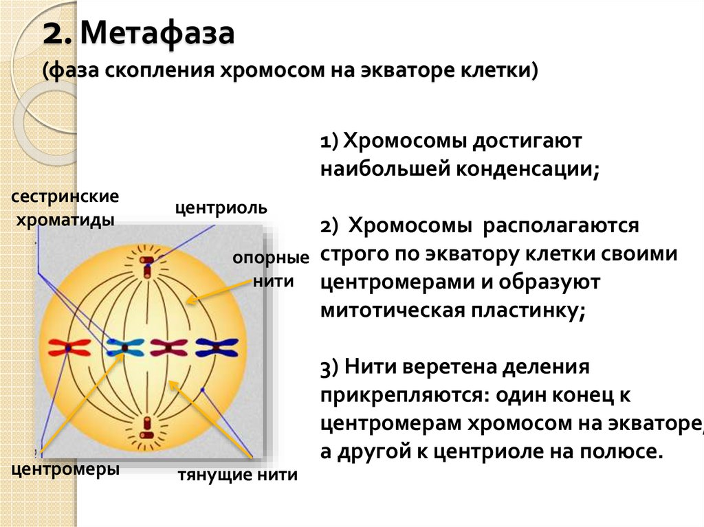 2. Метафаза (фаза скопления хромосом на экваторе клетки)
