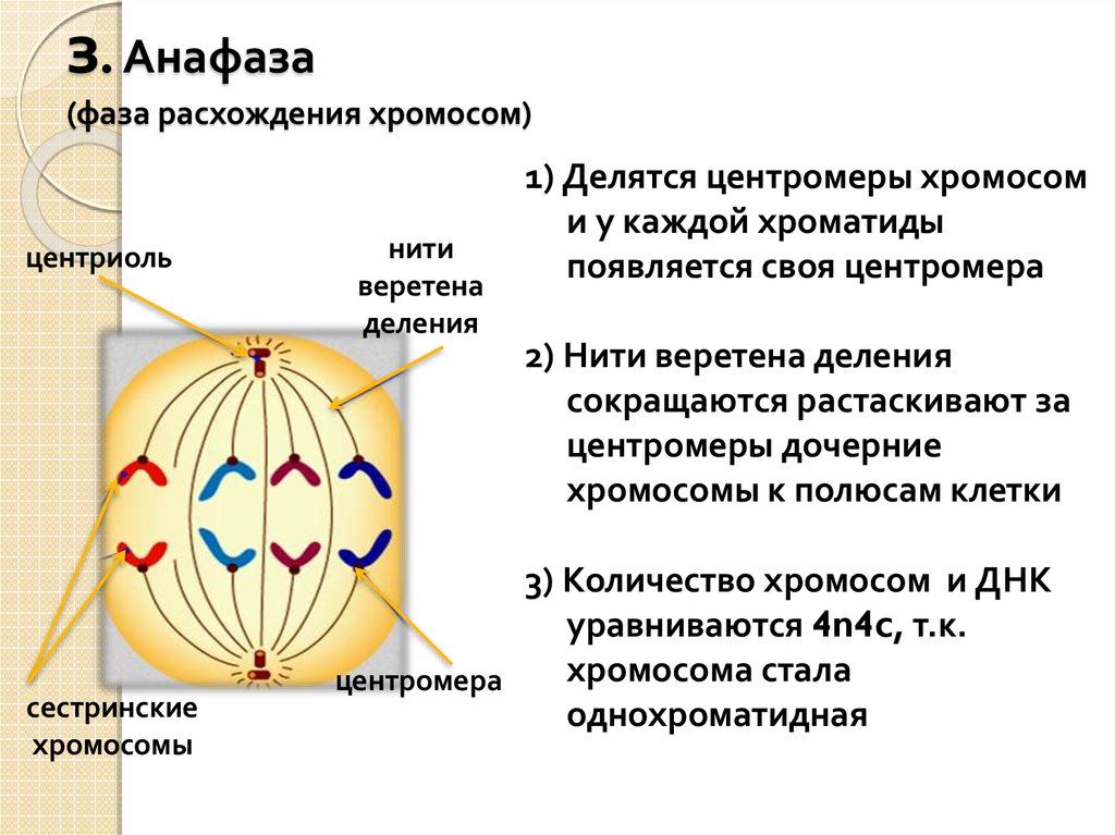з. Анафаза (фаза расхождения хромосом)