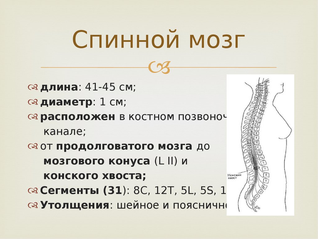 Расскажите о спинном мозге используя следующий план форма длина масса расположение