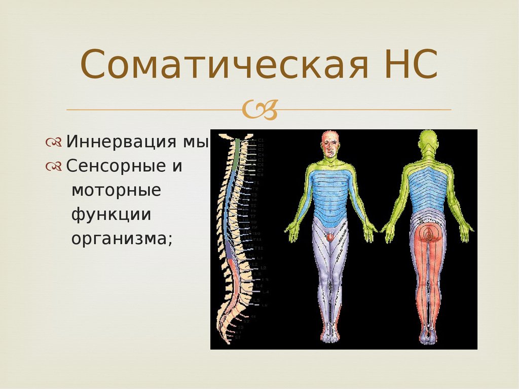 Иннервируемые органы соматической нервной системы. Функции соматической нервной системы человека. Соматическая нервная система анатомия.