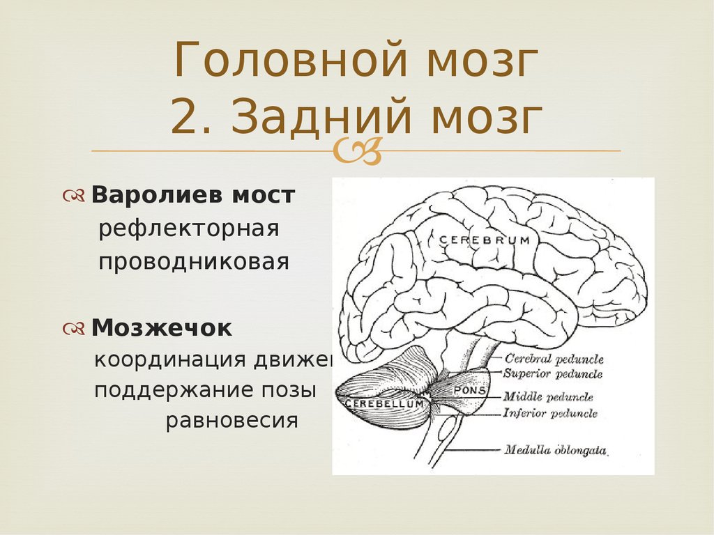 Мост и мозжечок строение. Строение отделов головного мозга задний мозг. Головной мозг передний средний задний мозг. Задние отделы головного мозга схема. Головной мозг задний средний передний схема.