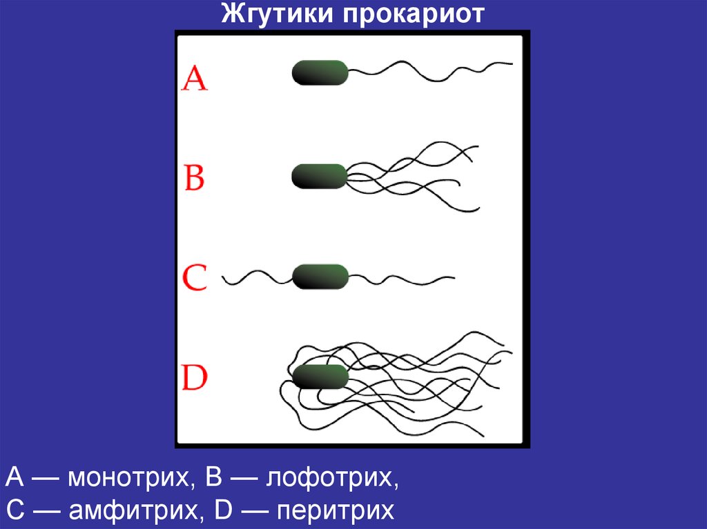 Лофотрихи