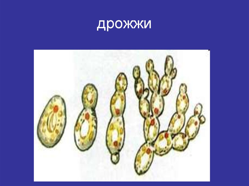 Рассмотрите рисунок с изображением дрожжей какое. Почкование дрожжевых грибов. Дрожжи одноклеточные эукариоты. Почкование пекарских дрожжей. Изображение дрожжи одноклеточные грибы.