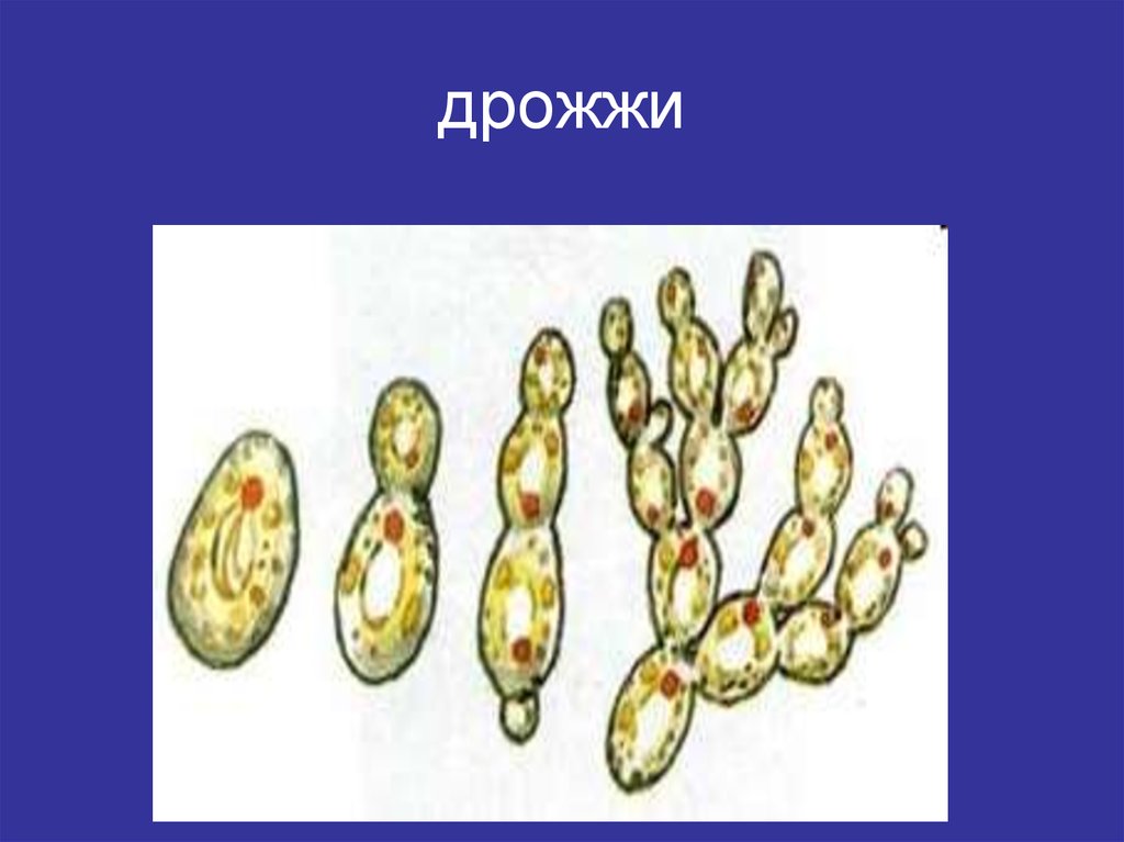 Какое явление из жизни дрожжей изображено на рисунке ответ