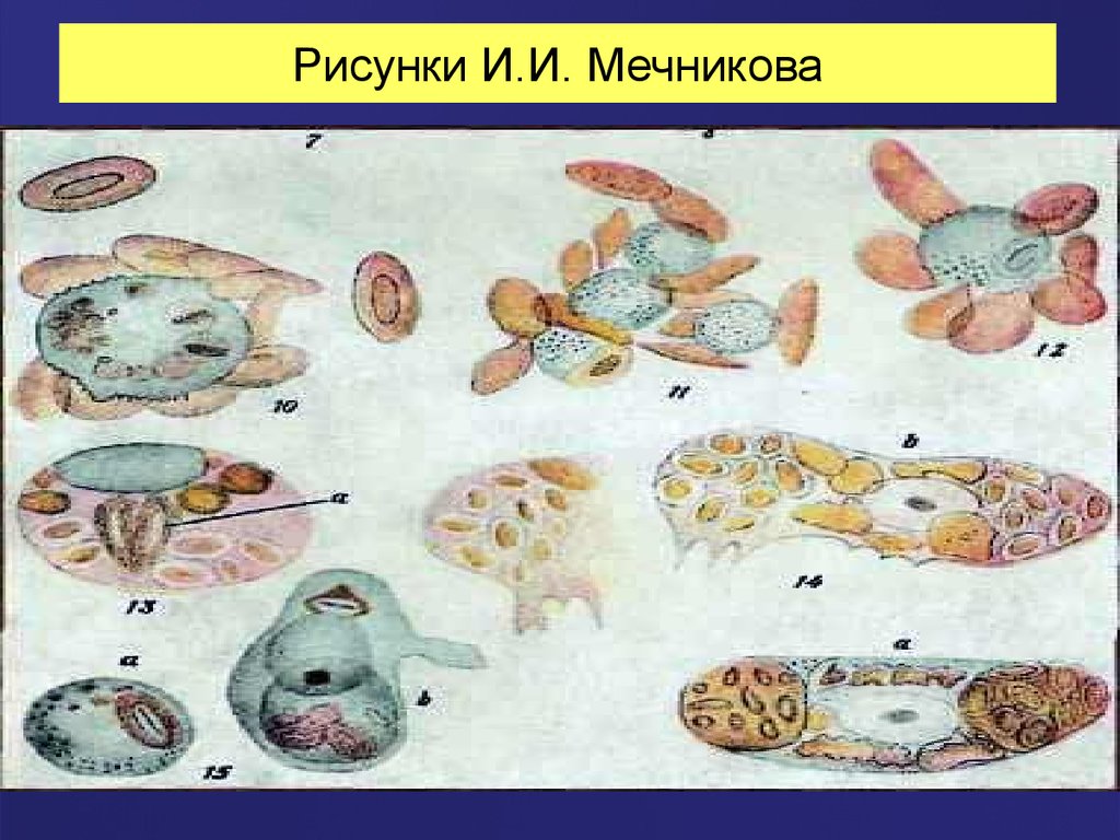 Рисунки И.И. Мечникова