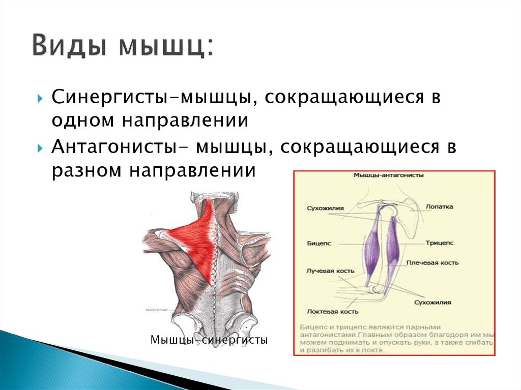 Схема работы мышц