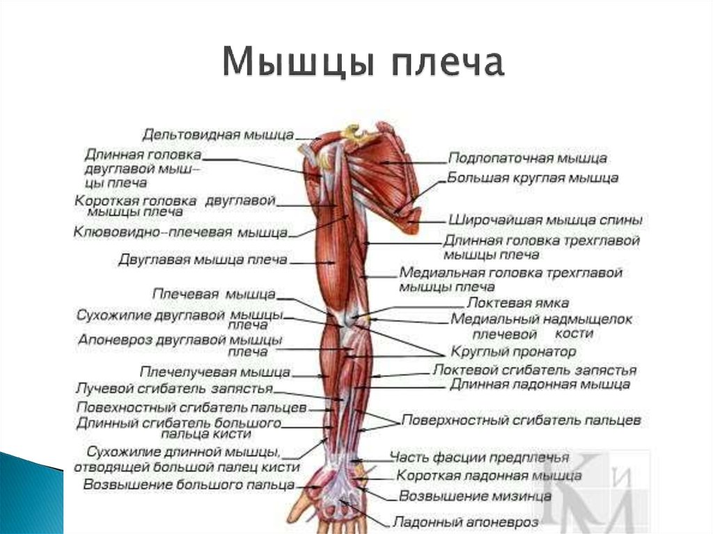 Как увеличить мышцы на фото