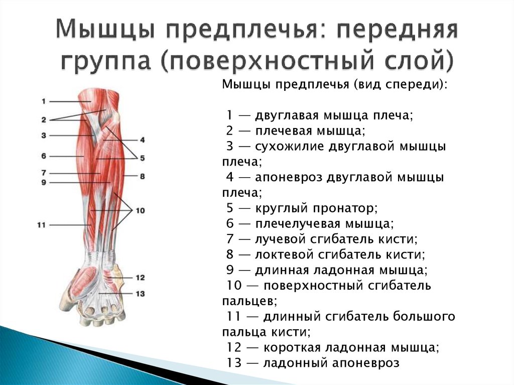 Мышцы предплечья картинки