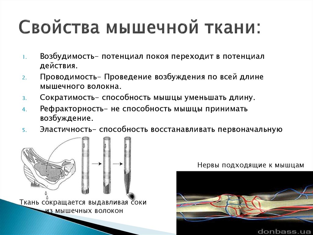 Основные свойства мышечной ткани