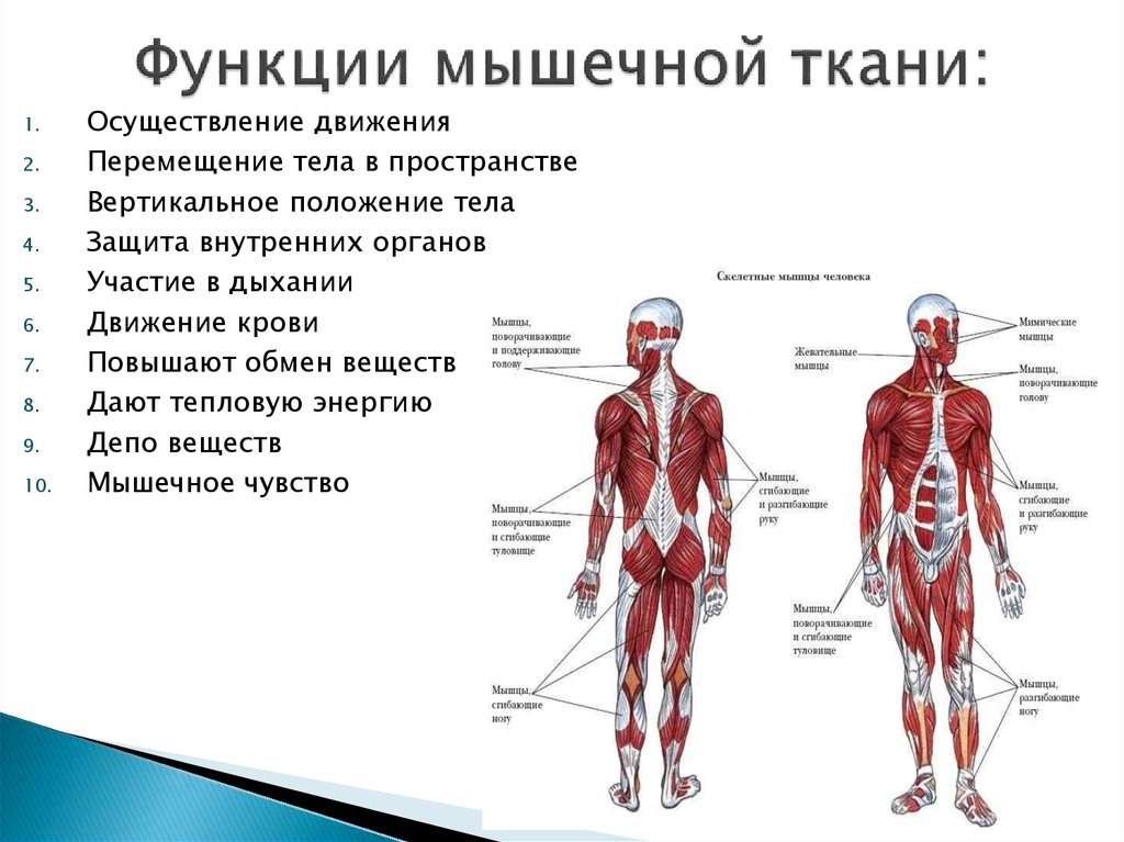 Мышечная ткань человека характеристика. Основные функции мышечной ткани в организме. Основные функции мышечной ткани человека. Функции мышечной ткани 8 класс. Мышечная ткань строение функции расположение.