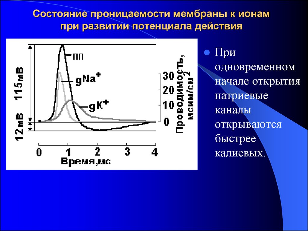 Проницаемость мембраны. Проницаемость мембраны для ионов. Мембрана проницаема для ионов. Открытие потенциала действия.