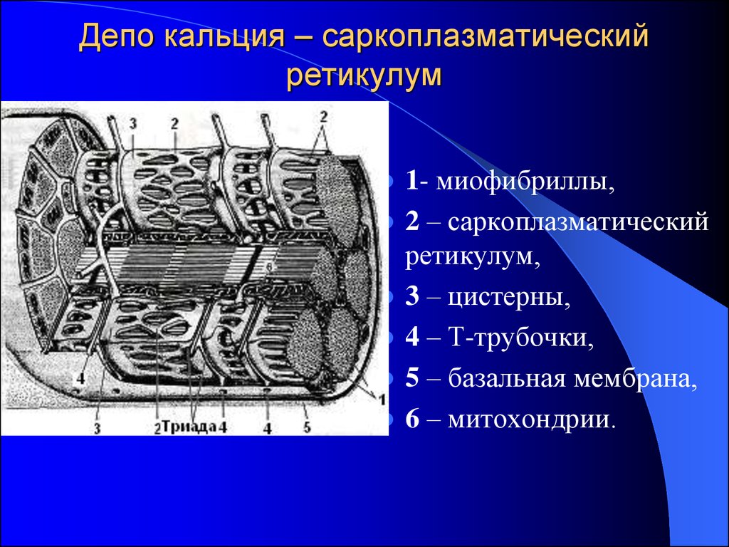 Гладкий саркоплазматический ретикулум исчерченных мышц обеспечивает. Саркоплазматический ретикулум и т трубочки. Кальций саркоплазматический ретикулум. Саркоплазматический ретикулум строение. ЭПС депо кальция.