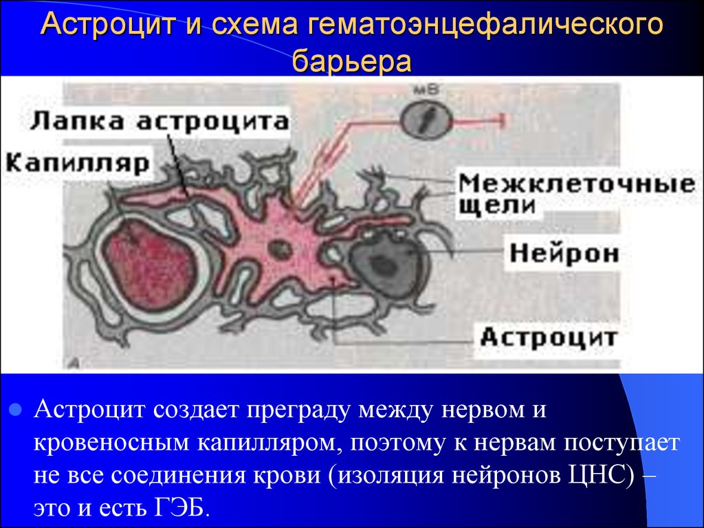 Схема строения гематоэнцефалического барьера