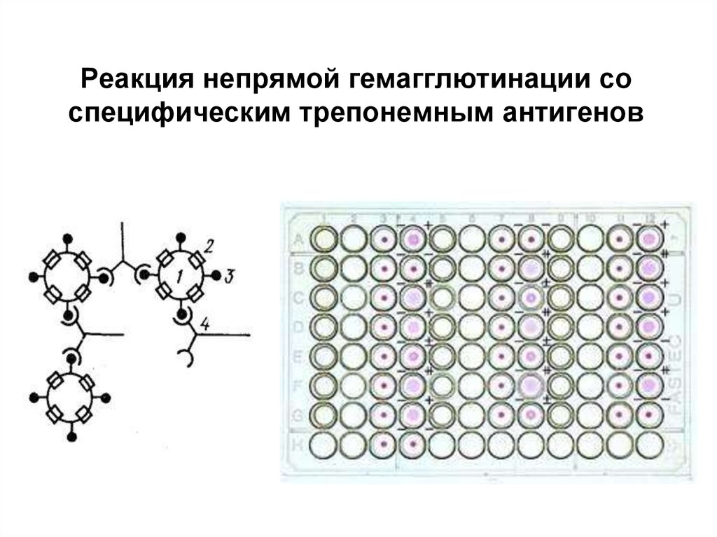 Реакция гемагглютинации презентация