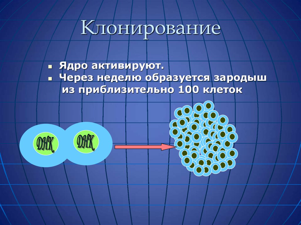 Клонирование это. Клонирование. Методы клонирования человека. Клеточное клонирование. Клонирование многоклеточных организмов.