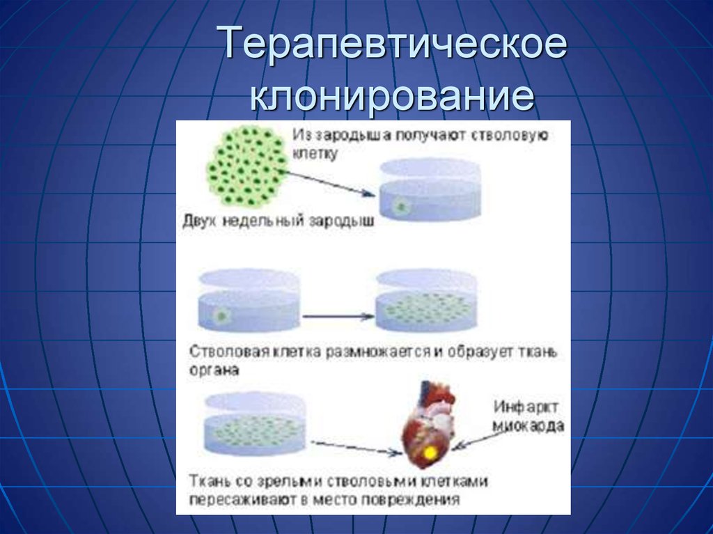 Клонирование терапевтическое схема