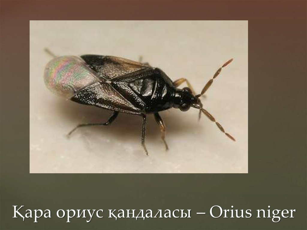 Қара ориус қандаласы – Orius niger