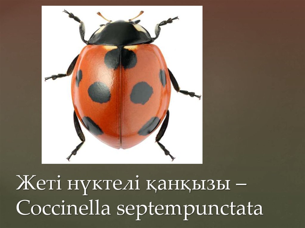 Жеті нүктелі қанқызы – Coccinella septempunctata