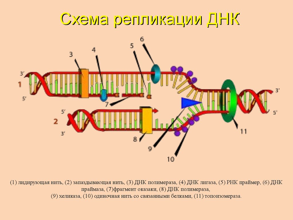 Репликация днк рисунок