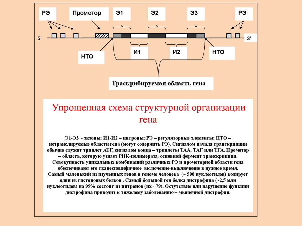 Ген кодирует информацию о структуре