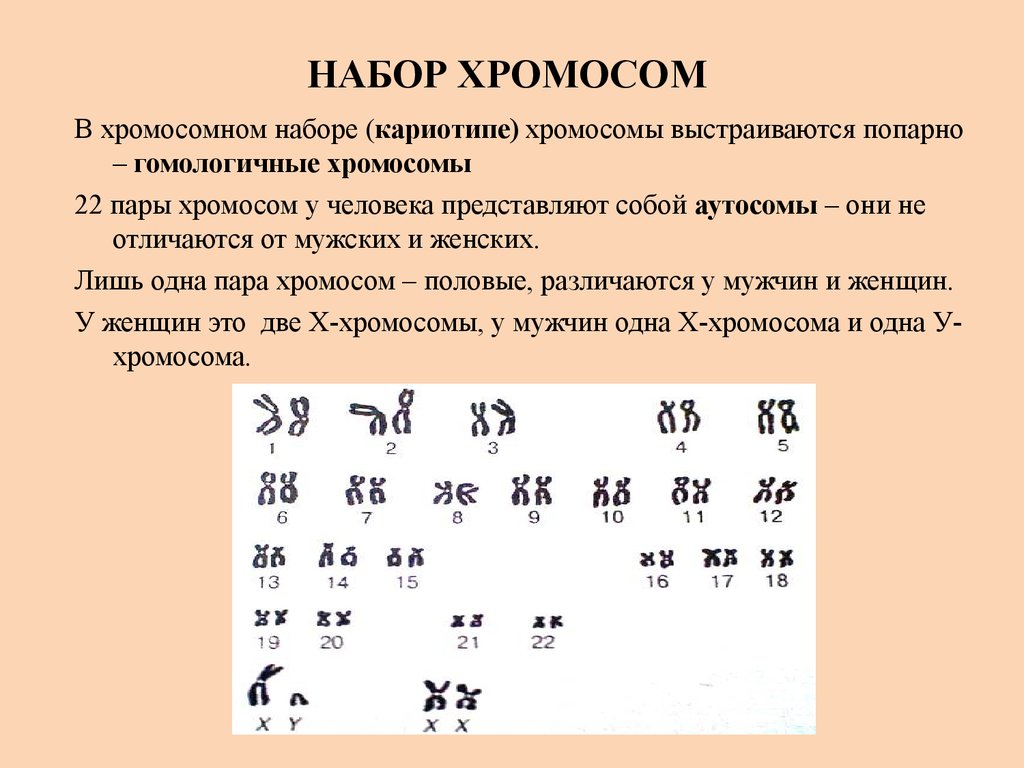 Назовите число хромосом. Набор хромосом. Наборихромосом человека. Набор хромосом у человека. Хромосомный набор человека.