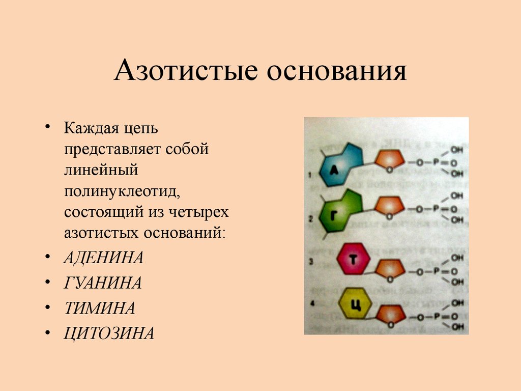 В каждой цепочке. 4 Азотистых основания. Азотистые основания с7. Состоит из 4 азотистых основания. Азотистое основание это в генетике.