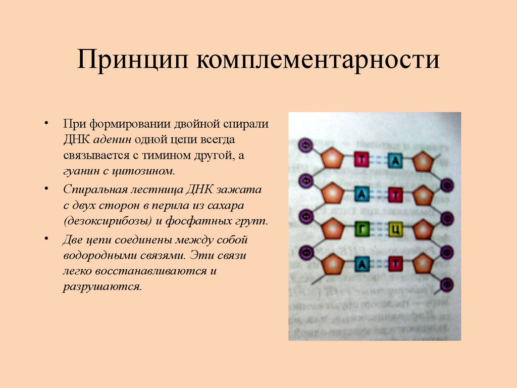 Известно что комплементарные. Принцип комплементарности биология. Принцип комплементарности ДНК. Принцип построения комплементарности ДНК. Принцип комплементарности в биологии ДНК.