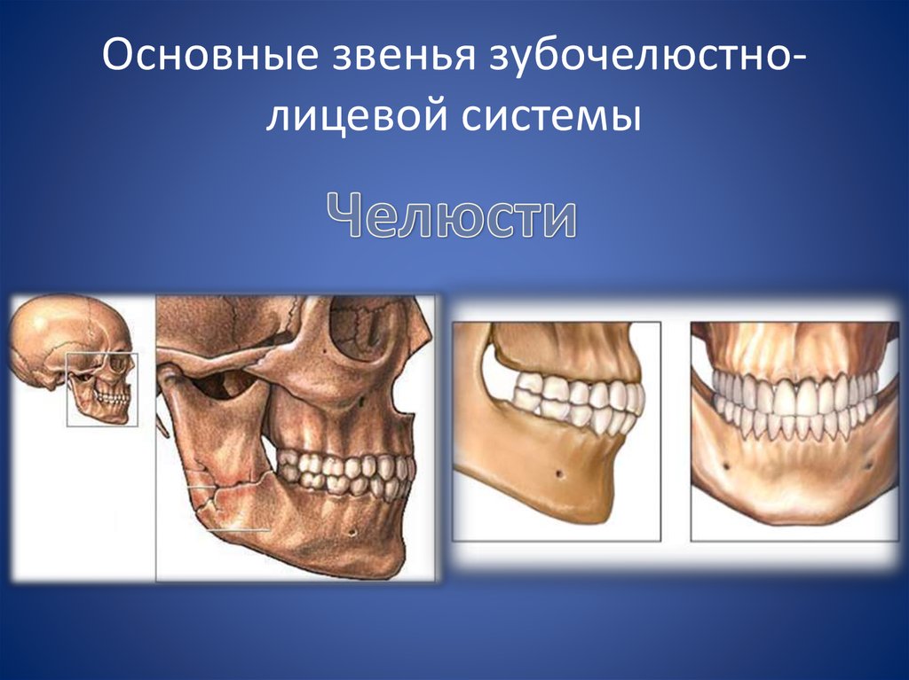 Основы клинической гнатологии биомеханика зубочелюстно лицевой системы презентация