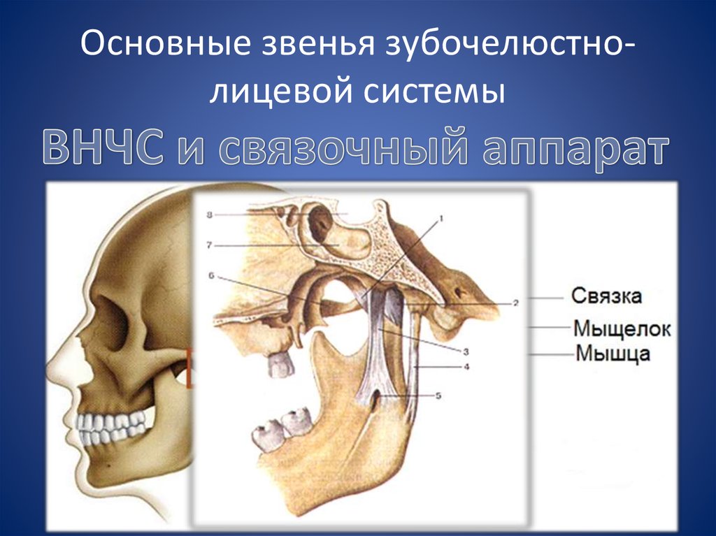 Основы клинической гнатологии биомеханика зубочелюстно лицевой системы презентация