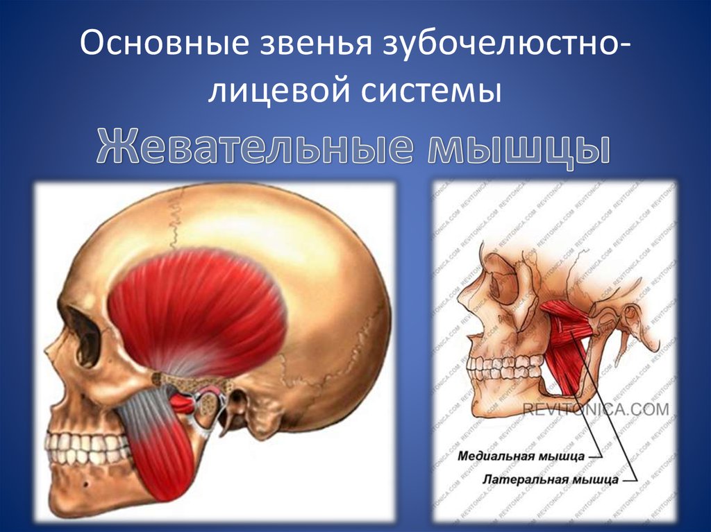 Основы клинической гнатологии биомеханика зубочелюстно лицевой системы презентация