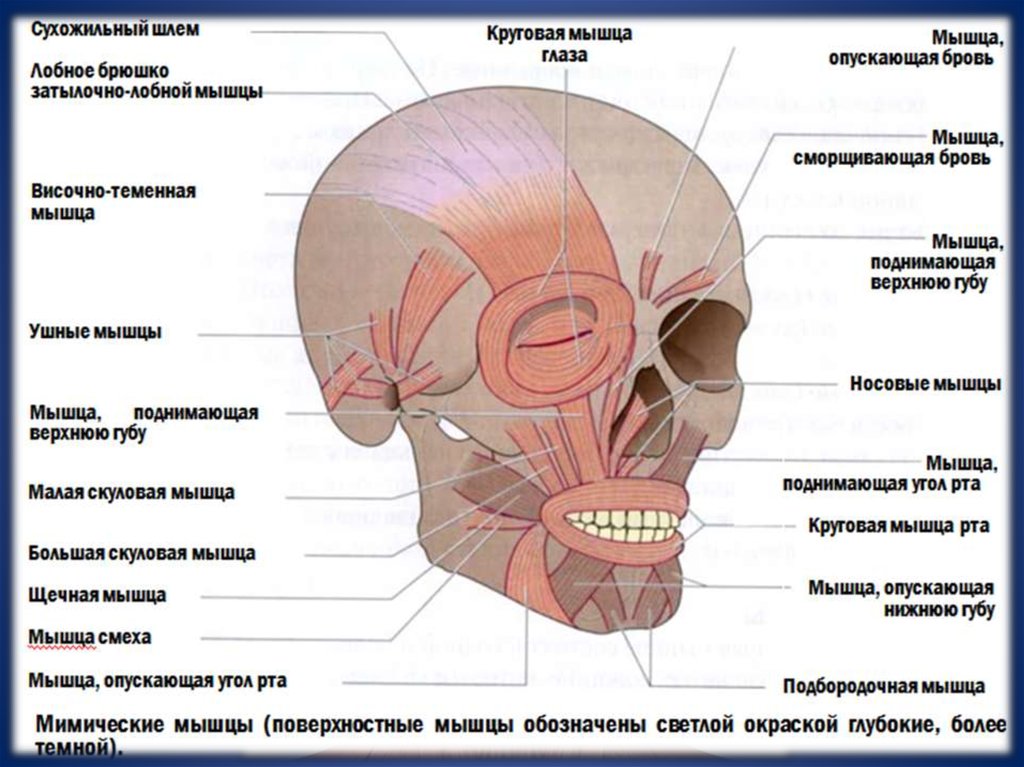 Мышца поднимающая бровь. Мимические мышцы анатомия человека. Строение мышц лица и шеи с описанием и схемами. Мимические мышцы лица анатомия. Мимические и жевательные мышцы.