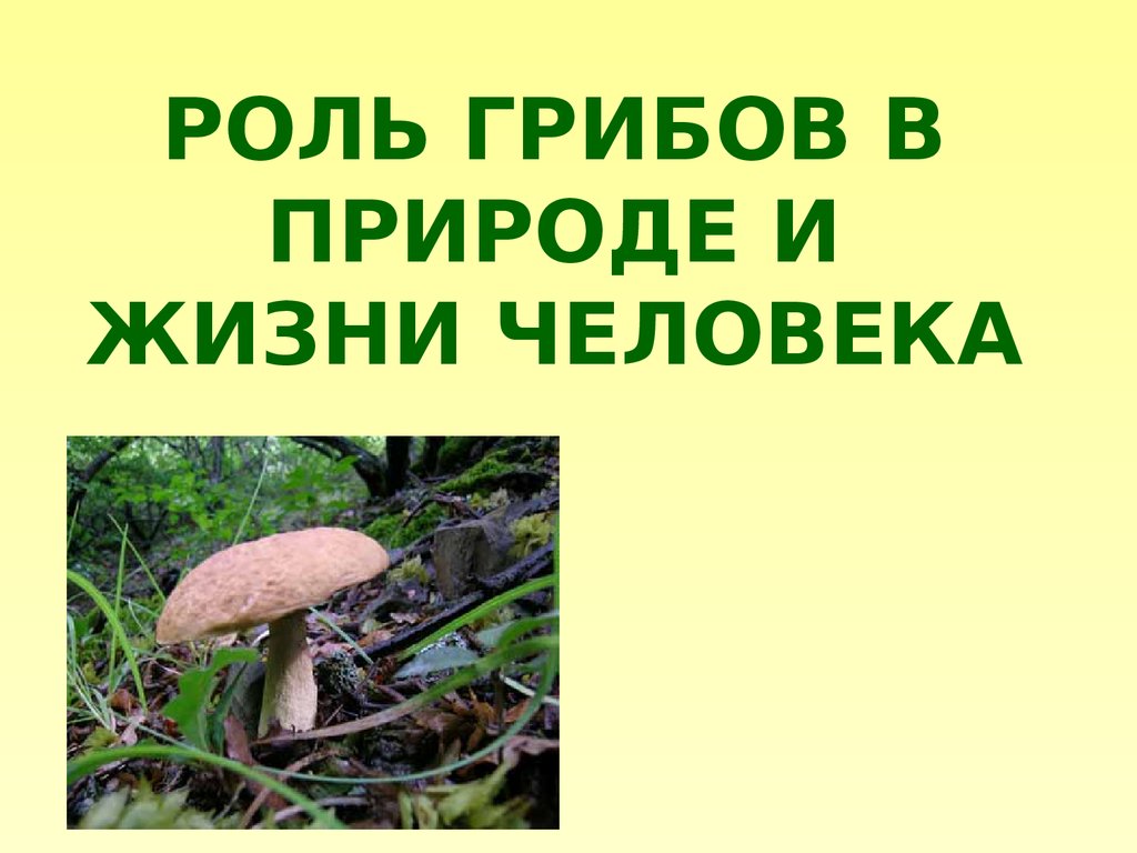 Схема роль грибов в природе и жизни человека