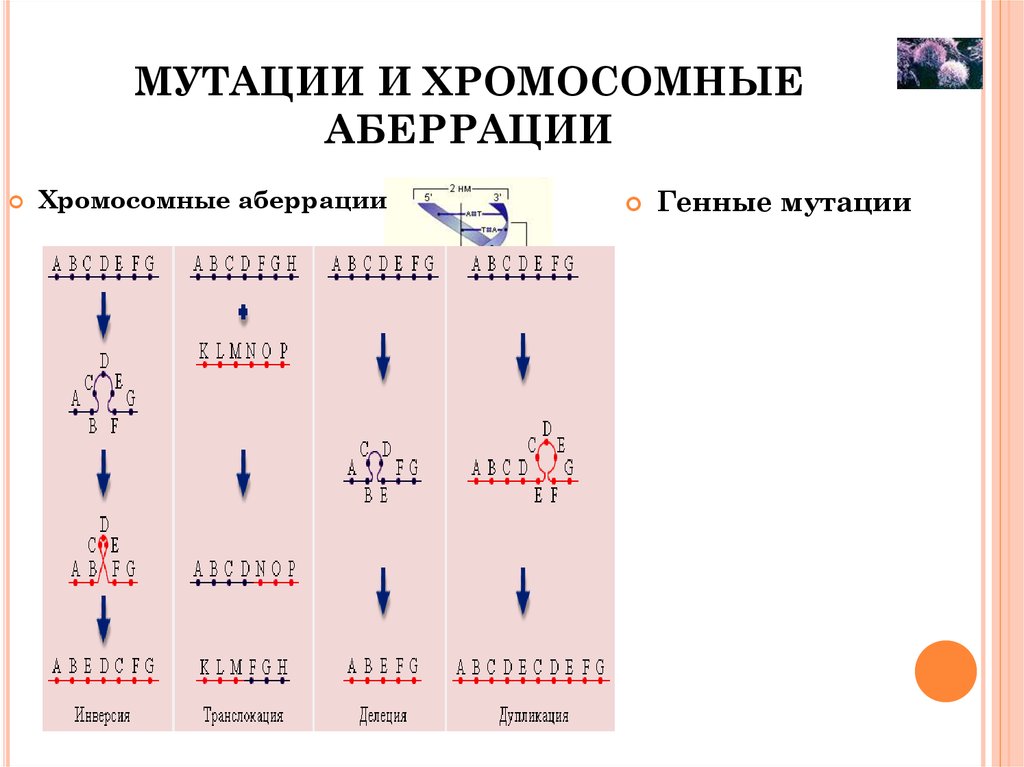 Хромосомные мутации фото