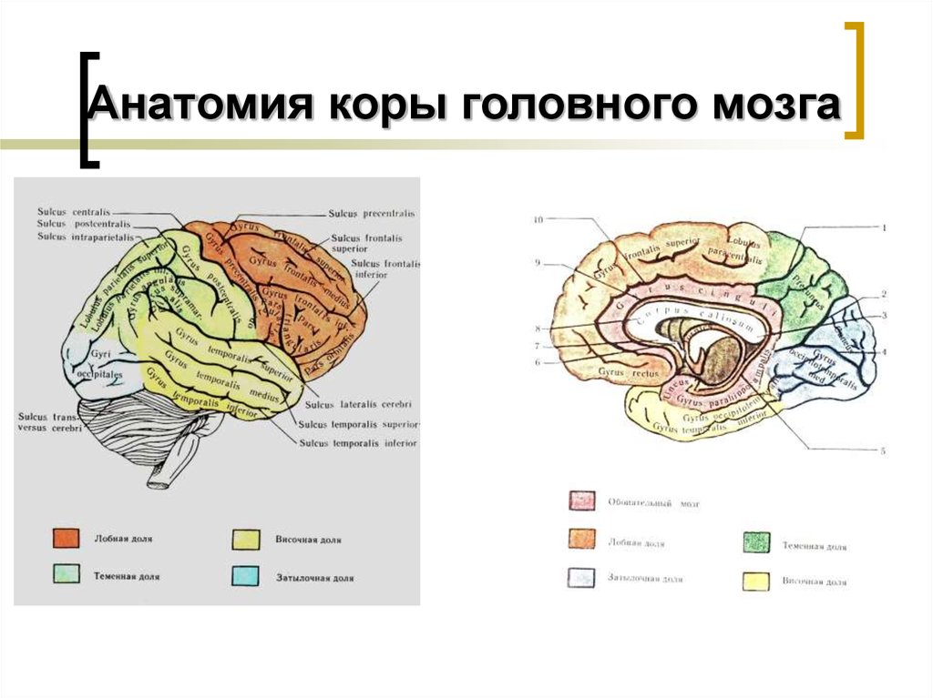 Кора головного мозга презентация неврология