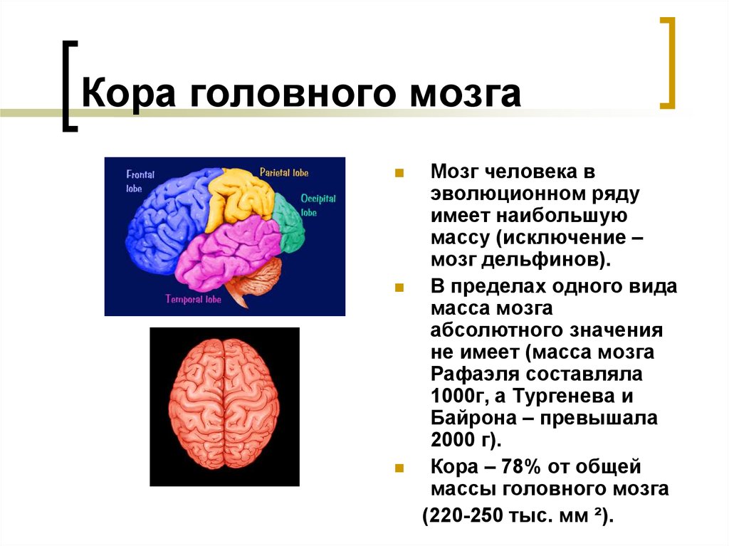 Значения коры мозга. Анатомия коры головного мозга неврология. Ирритация коры головного мозга. Корковые и подкорковые структуры мозга.