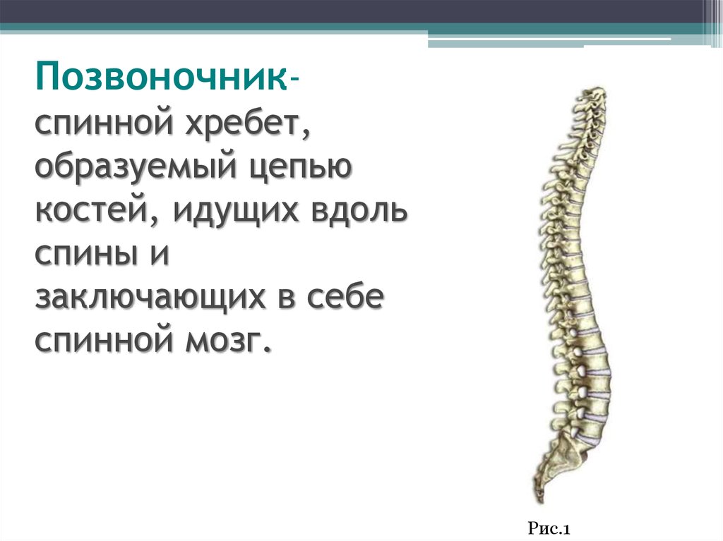 Цепь образована. Функции позвоночника. Функции позвоночника человека. Позвоночник функции позвоночника. Важность позвоночника.