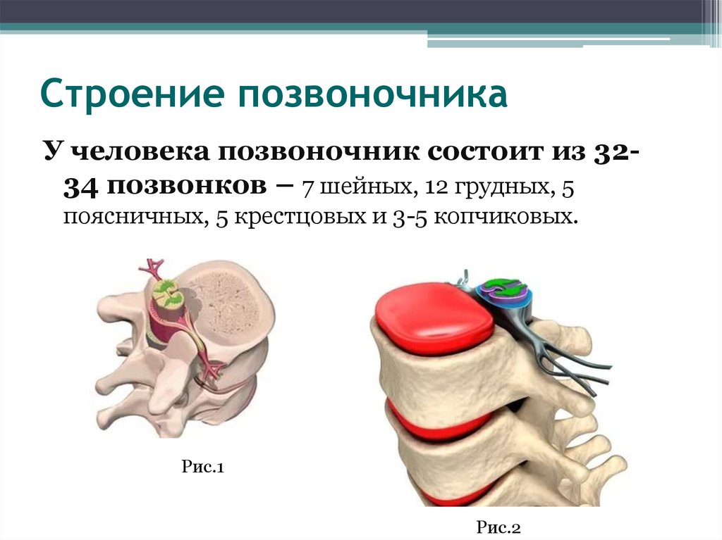 Роль межпозвоночного диска