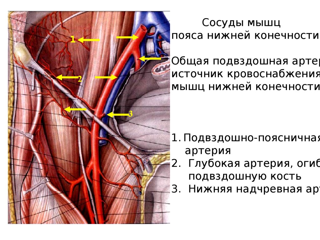 Правая подвздошная артерия. Поверхностная бедренная артерия анатомия. Нижняя надчревная артерия. Нижняя глубокая надчревная артерия. 22. Нижняя надчревная артерия.