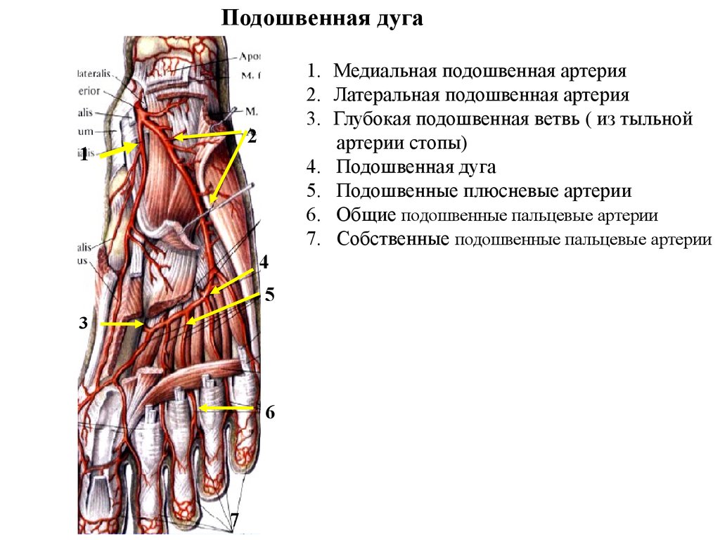 Основные артерии стопы. Тыльные плюсневые артерии латынь. Подошвенная дуга образована артериями. Подошвенная артерия стопы ветви. Стопа топографическая анатомия схема.