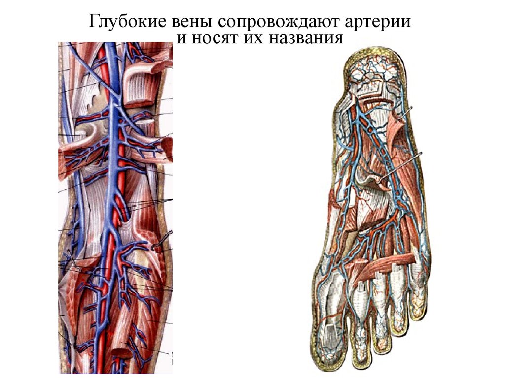 Анатомия вен ноги. Анатомия подколенной вены. Кровоснабжение нижних конечностей вены. Глубокие вены голени анатомия. Сосуды и вены нижних конечностей анатомия.